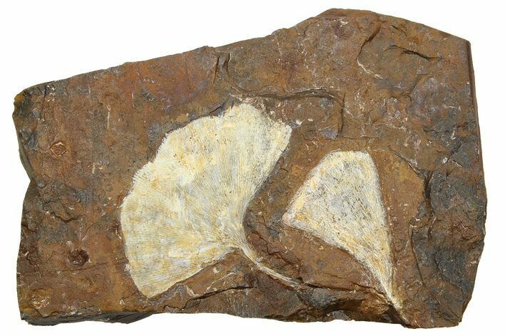 Two Fossil Ginkgo Leaves From North Dakota - Paleocene #262267